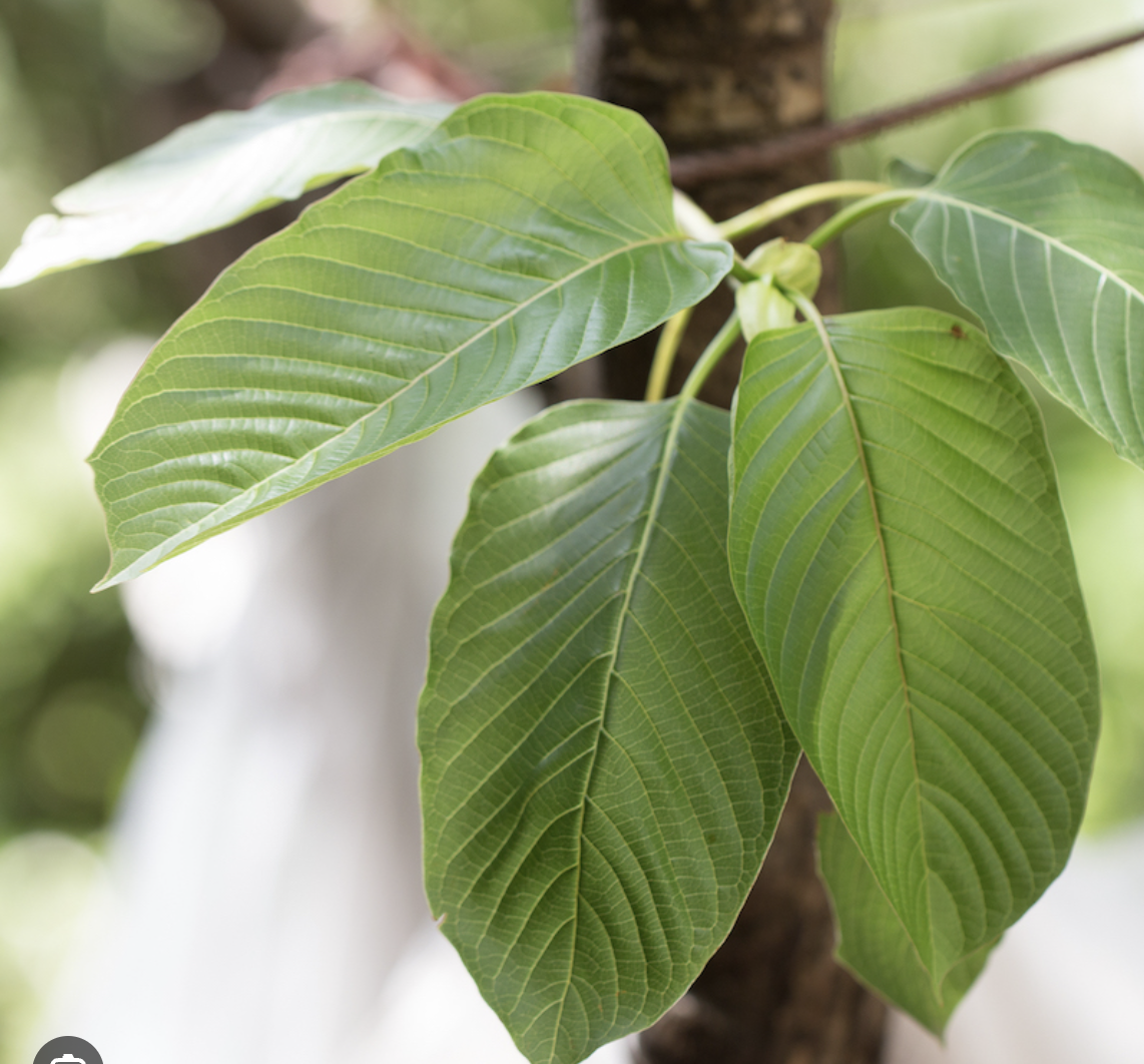 Understanding the Shift: The Science, Risks, and Reality of Kratom and High-Potency Alkaloids