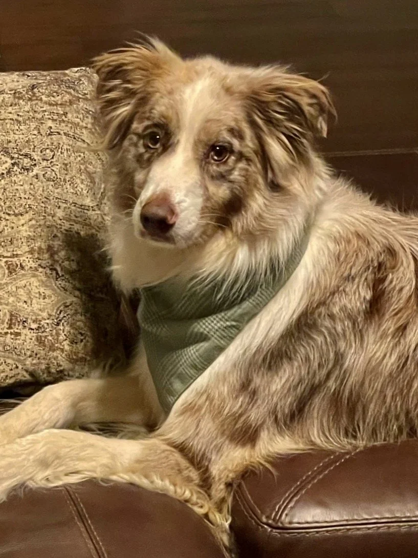 Emotional Support Animal Information