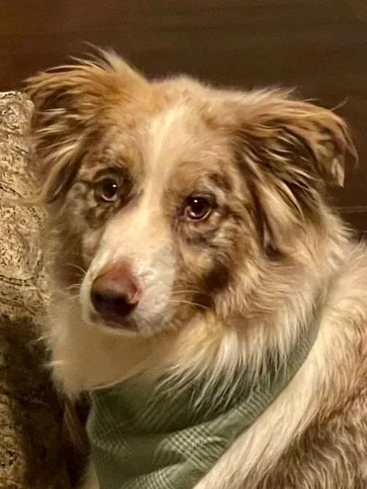 Emotional Support Animal Information