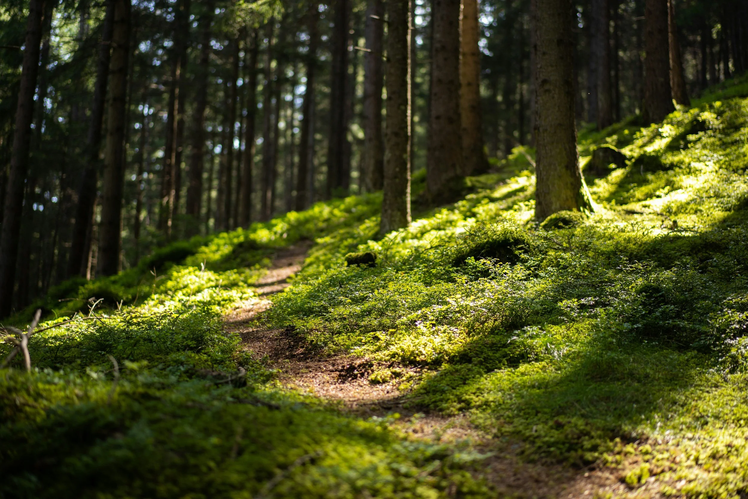 wooded trail and moss