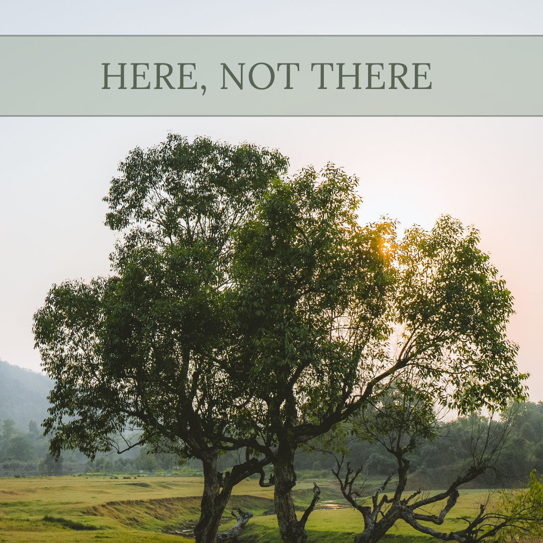 Here, Not There inspirational quote over a serene tree in an open green field at dawn — a calming reminder to stay present and grounded in the moment.