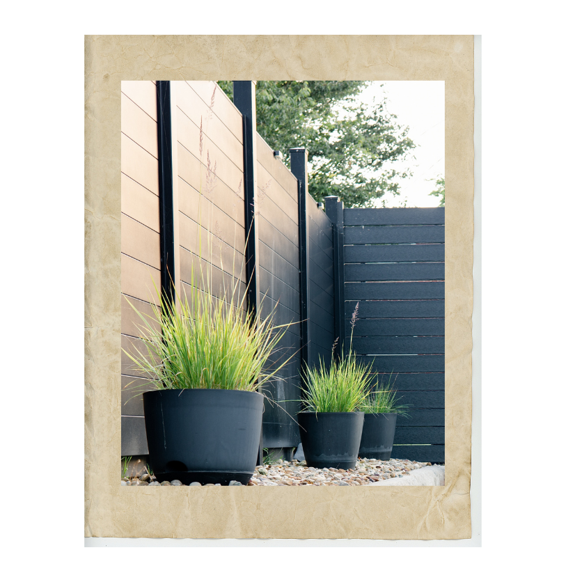 Ornamental grasses growing in black planters outdoors