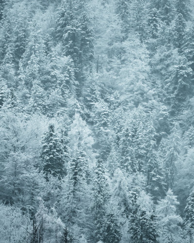 Verschneiter Wald mit vielen Tannenbäumen in Nebel gehüllt.