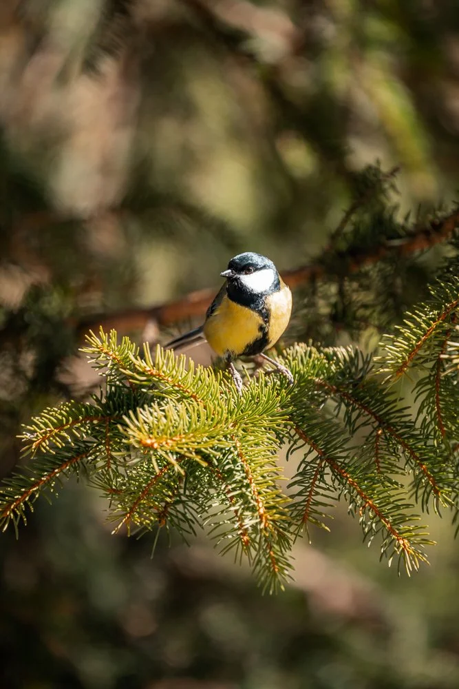 Ein kleines gelb-schwarz gefärbter Vogel sitzt auf einer grünen Tannenast in einem Wald. Kohlmeise