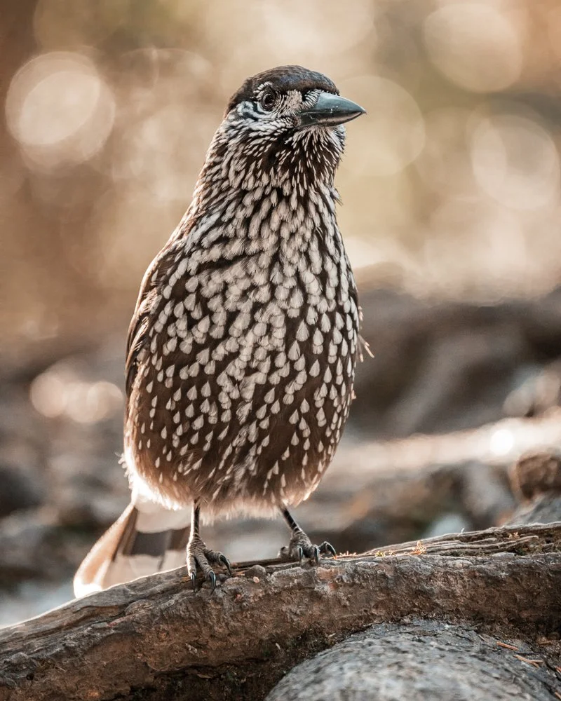 Ein Vogel mit geflecktem Gefieder sitzt auf einem Ast. Tannenhäher
