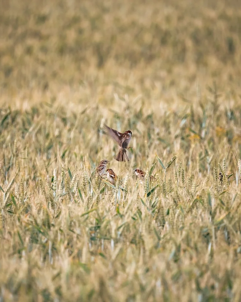 Mehrere braune Vögel, die in einem goldenen Getreidefeld sitzen, mit einem Vogel in der Luft, der sich ihnen nähert. Spatzen
