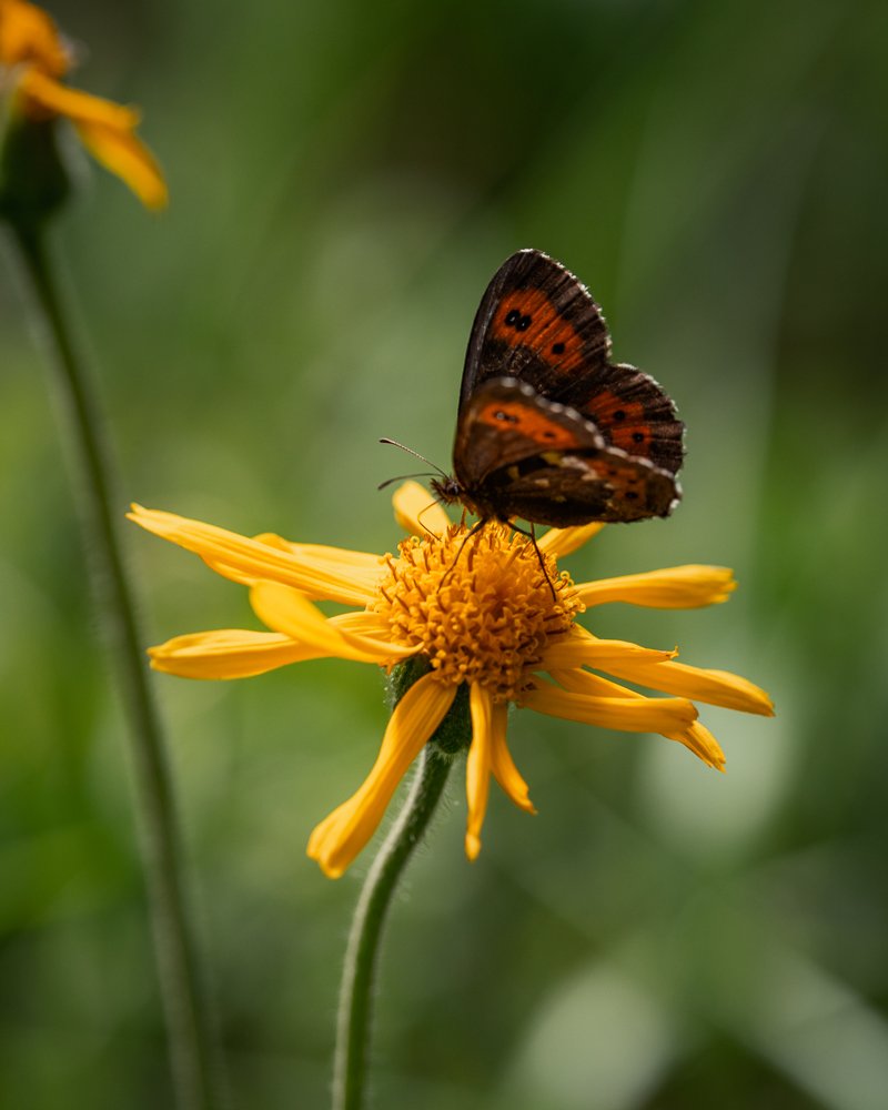 Ein Schmetterling sitzt auf einer gelben Blume in einer grünen Umgebung.