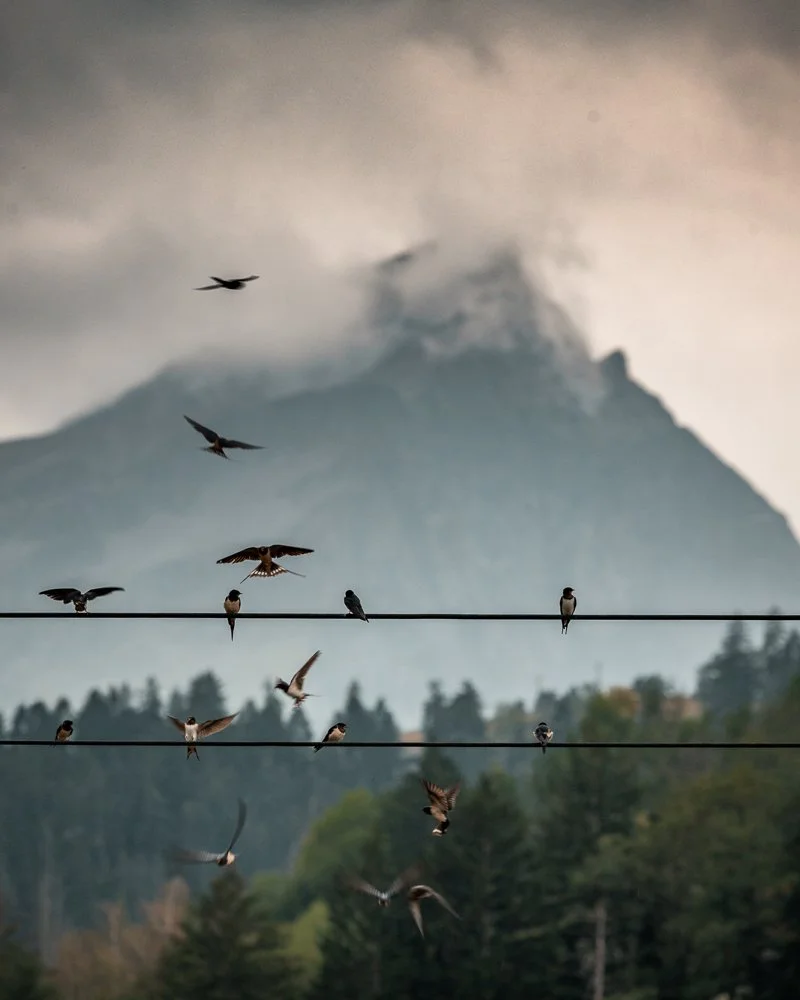 Vögel sitzen auf Kabeln vor einem Berg im Nebel, einige fliegen. Schwalben vor dem Beverin