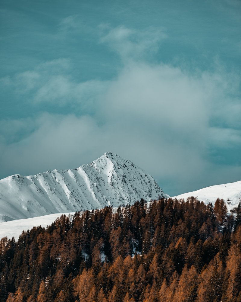Schneebedeckte Berge und Tannen im Vordergrund bei bewölktem Himmel