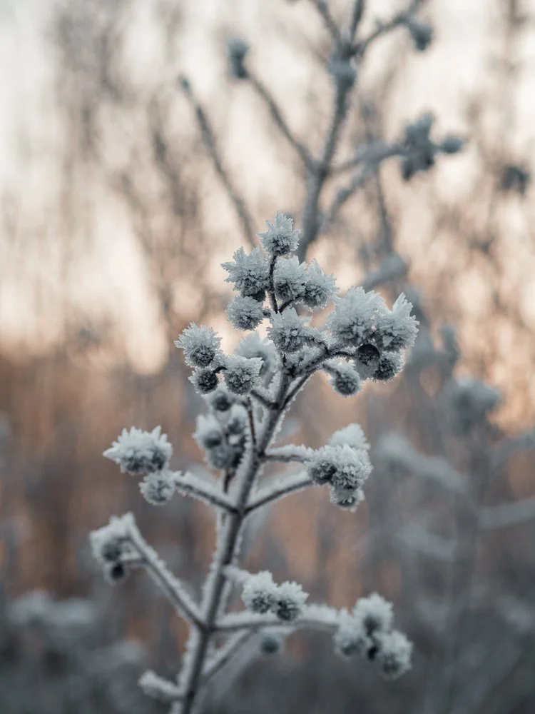 Ein Zweig mit frosty, gefrorenen Beeren oder Blüten vor einem unscharfen winterlichen Hintergrund.