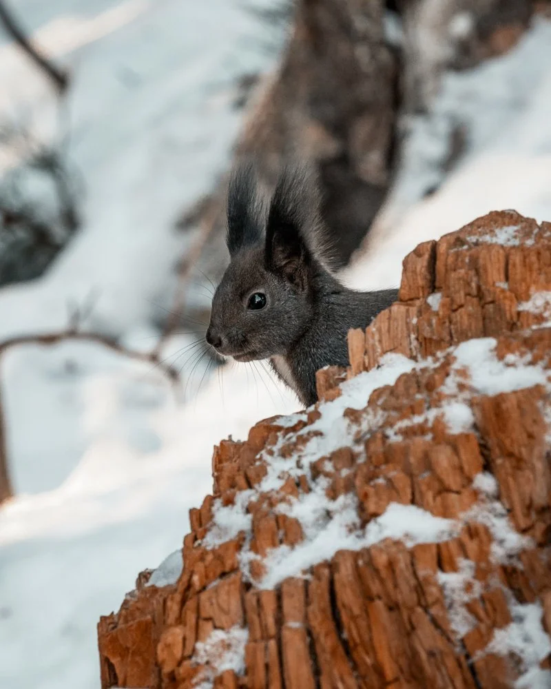 Ein Eichhörnchen versteckt sich hinter einem Baumstumpf im Schnee in einer winterlichen Waldlandschaft.