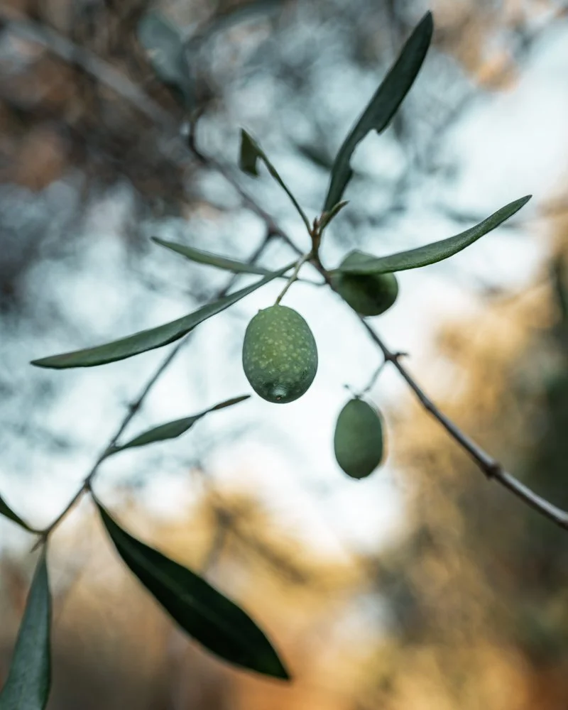 Gruene Olive an Zweig mit blauer Himmel im Hintergrund