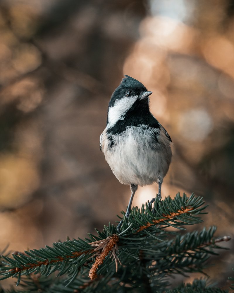 Eine Kohlmeise sitzt auf einem Tannenzweig, im Hintergrund unscharfe Herbstfarben.