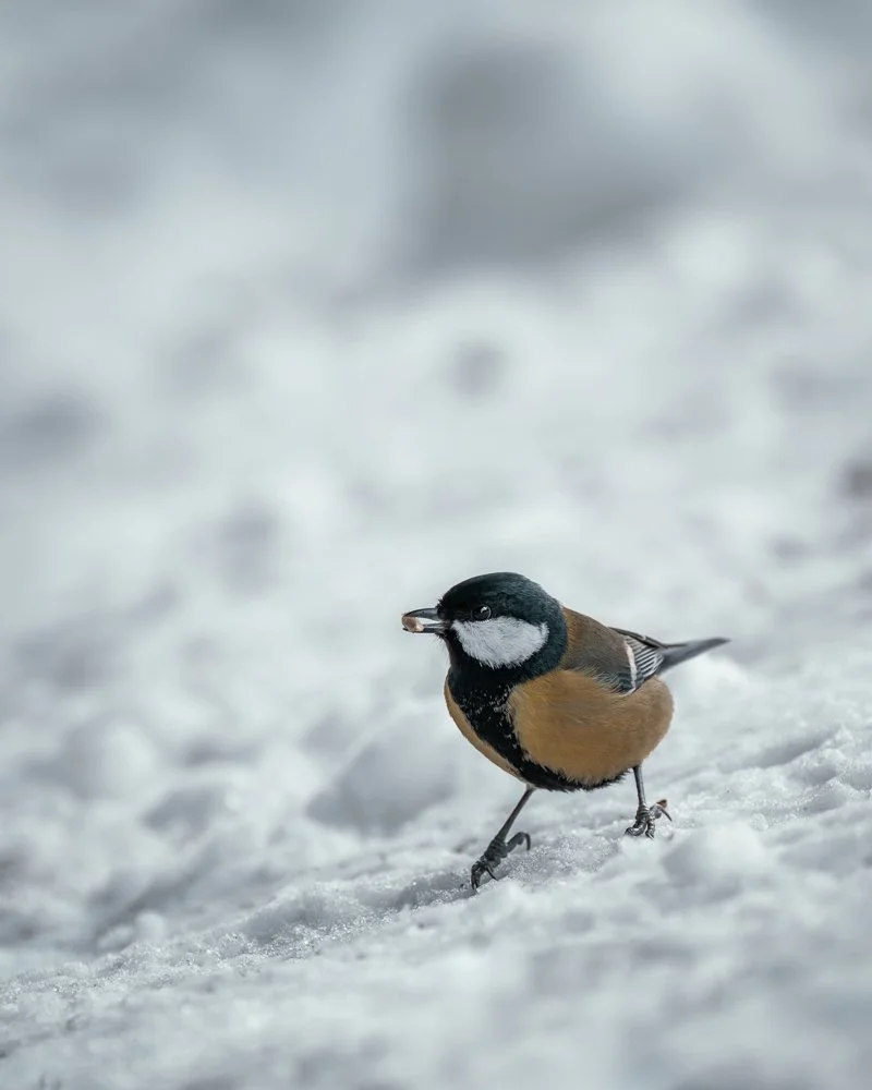 Eine Meise  auf Schnee, mit einer kleinen Nuss im Schnabel.