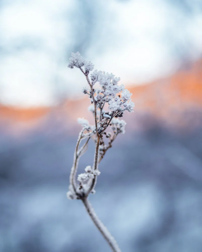 Ein einzelner Zweig, bedeckt mit Frost, vor unscharfem winterlichem Hintergrund.