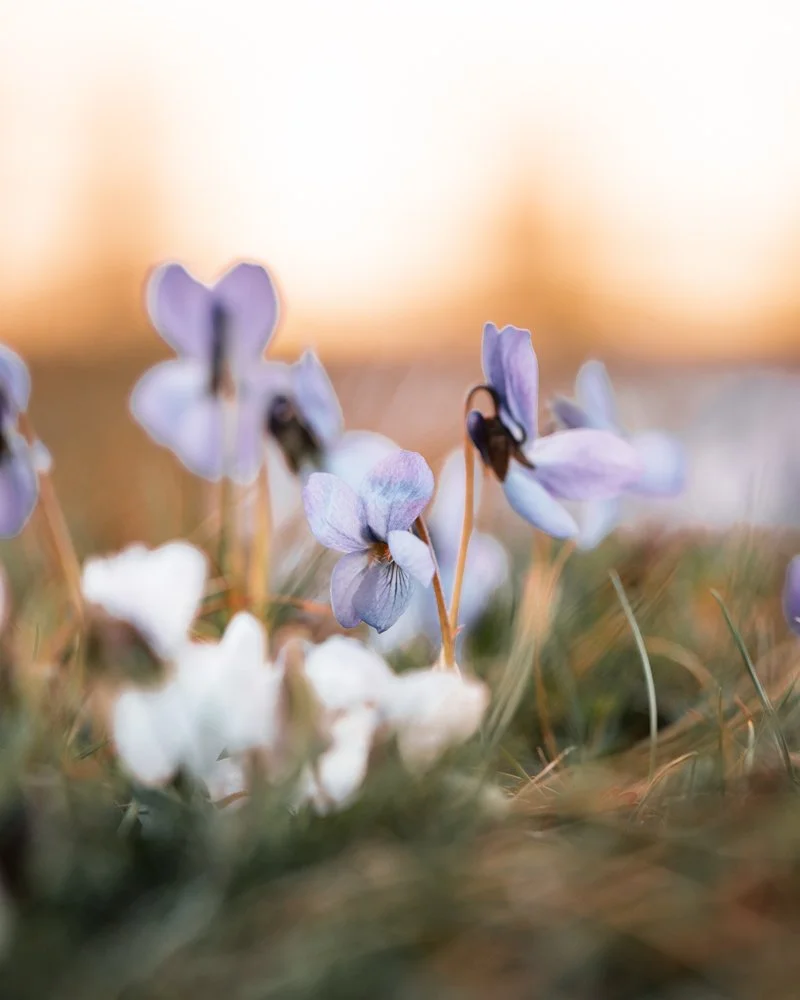 Blaue und weiße Blumen wachsen im Gras bei Sonnenuntergang.