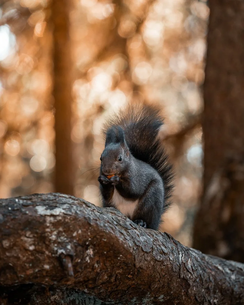 Ein Eichhörnchen sitzt auf einem Baumstamm im Wald, hält eine Nuss in den Vorderpfoten und birdet mit einem warmen, braunen Hintergrund aus Blättern und Baumstämmen.