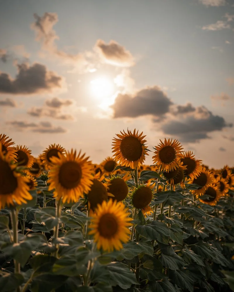 Sonnenblumenfeld bei Sonnenuntergang mit einem bewölkten Himmel im Hintergrund.