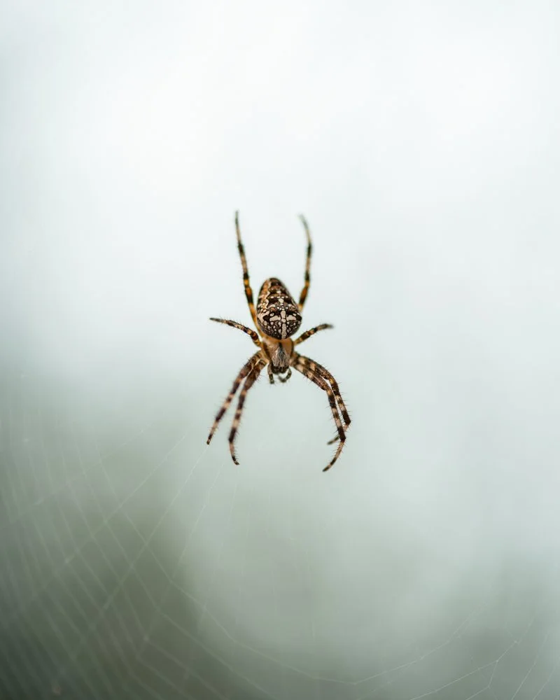 Nahaufnahme einer Spinne auf einem Spinnennetz. Kreuzspinne