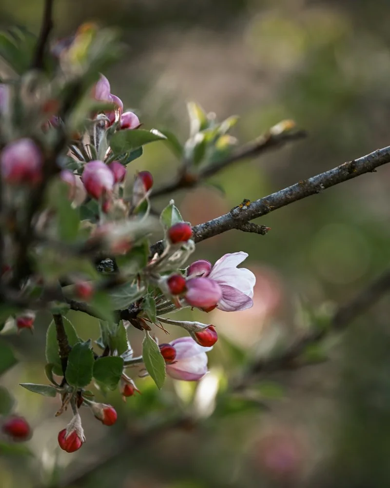 Blühende Ast mit rosa und roten Blütenknospen. Apfelblüte