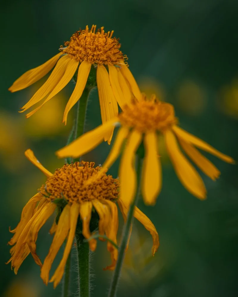 Gelbe Blume mit langen Blütenblättern und einer runden, stacheligen Mitte, während die anderen Blumen im Hintergrund leicht unscharf sind.