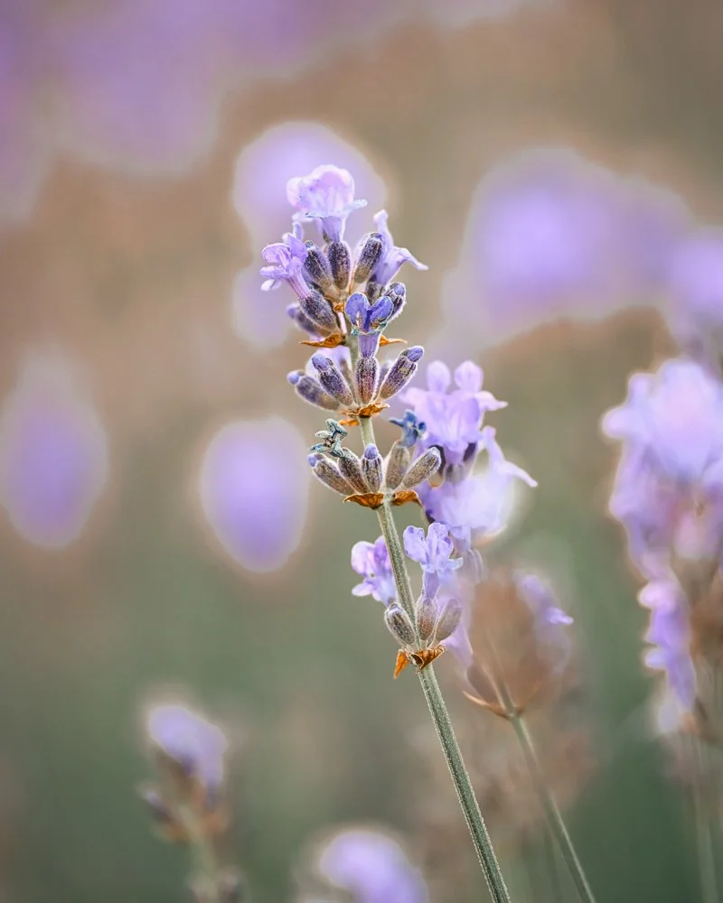 Nahaufnahme einer lavendelfarbenen Lavendelblüte mit unscharfem Hintergrund in Pastellfarben.