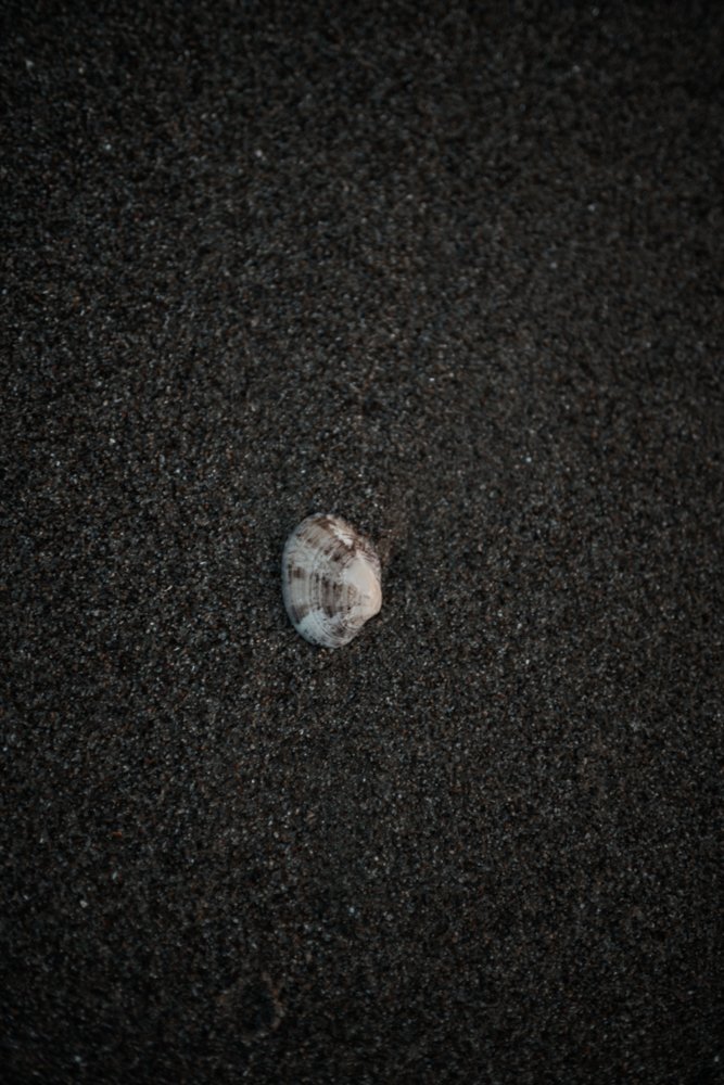 Eine Muschel auf schwarzem Sand