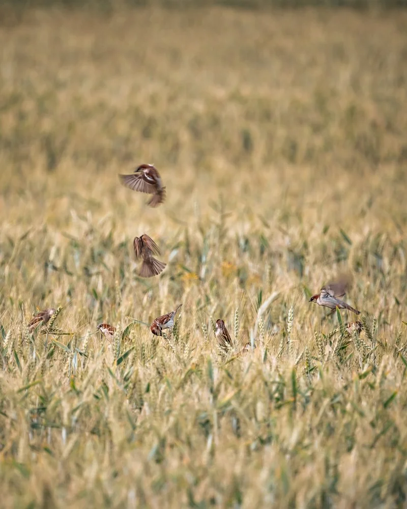 Spatzen in einem Weizenfeld, einige fliegen, andere sitzen im Feld