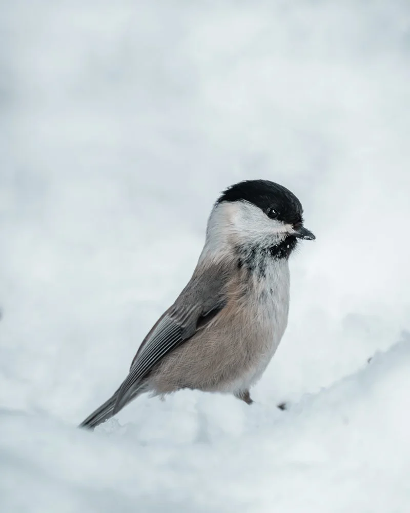 Ein kleiner Vogel steht im Schnee, mit schwarz-weißem Gefieder und einem schwarzen Kopf.