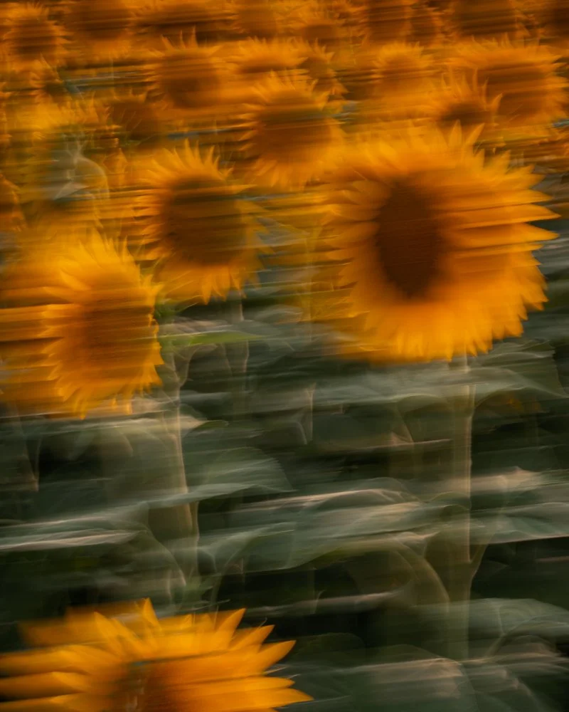 Verwackeltes Bild eines Sonnenblumenfeldes mit gelben Blüten und grünen Blättern.