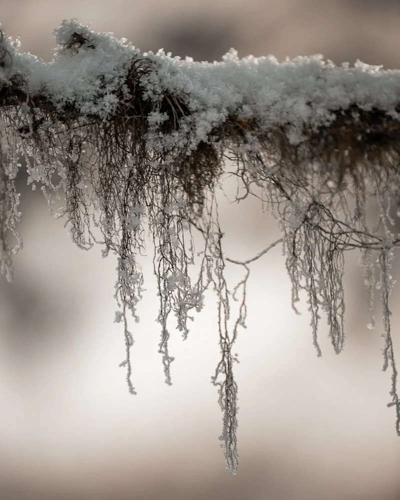 Frostige Pflanzen mit Eiskristallen und hängenden Froststängeln