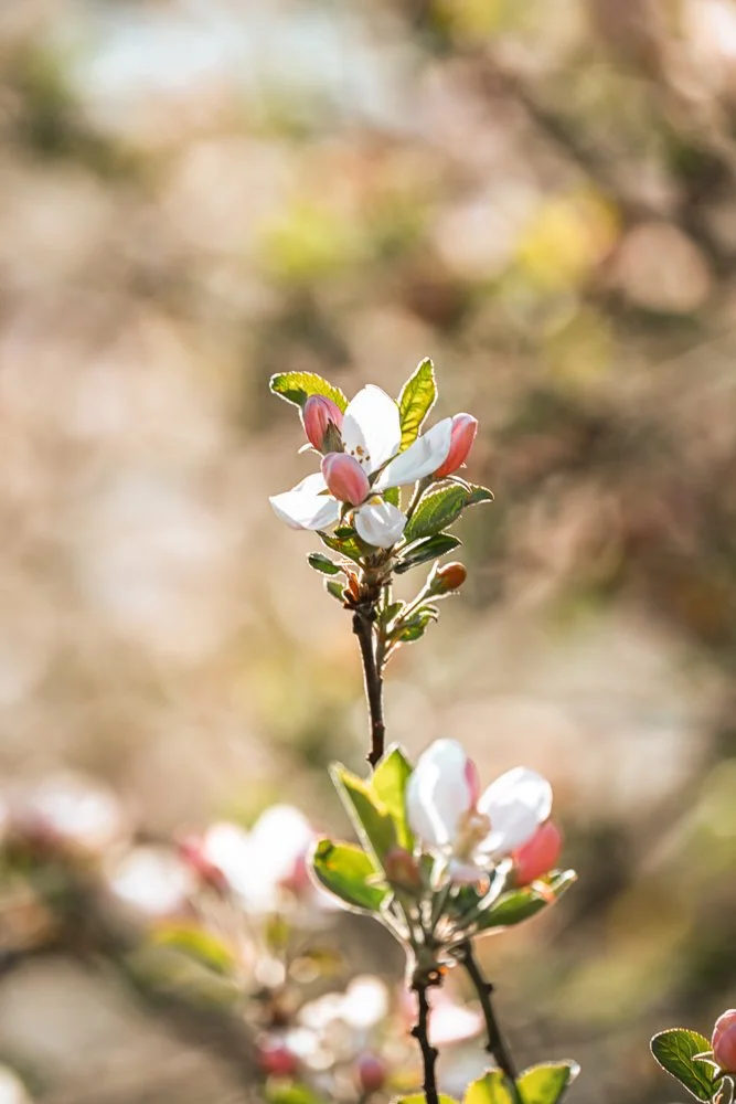 Nahaufnahme einer blühenden Pflanze mit weißen und rosa Blüten vor unscharfem Hintergrund. Apfelblüte