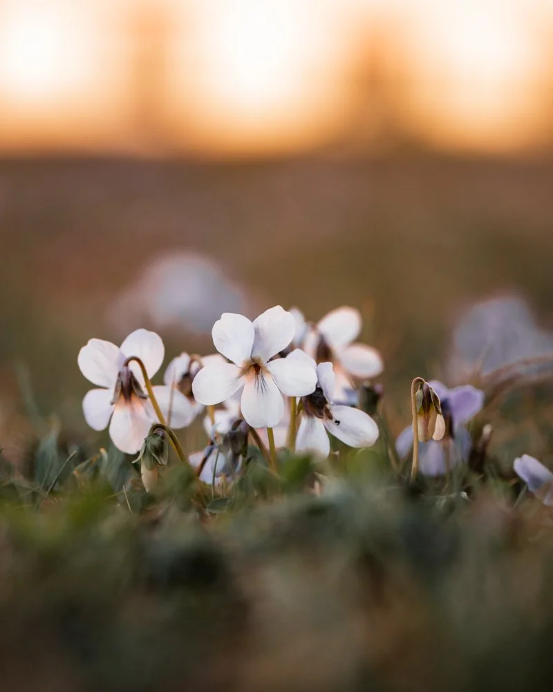 Nahaufnahme von weißen Blumen im Gras bei Sonnenuntergang.
