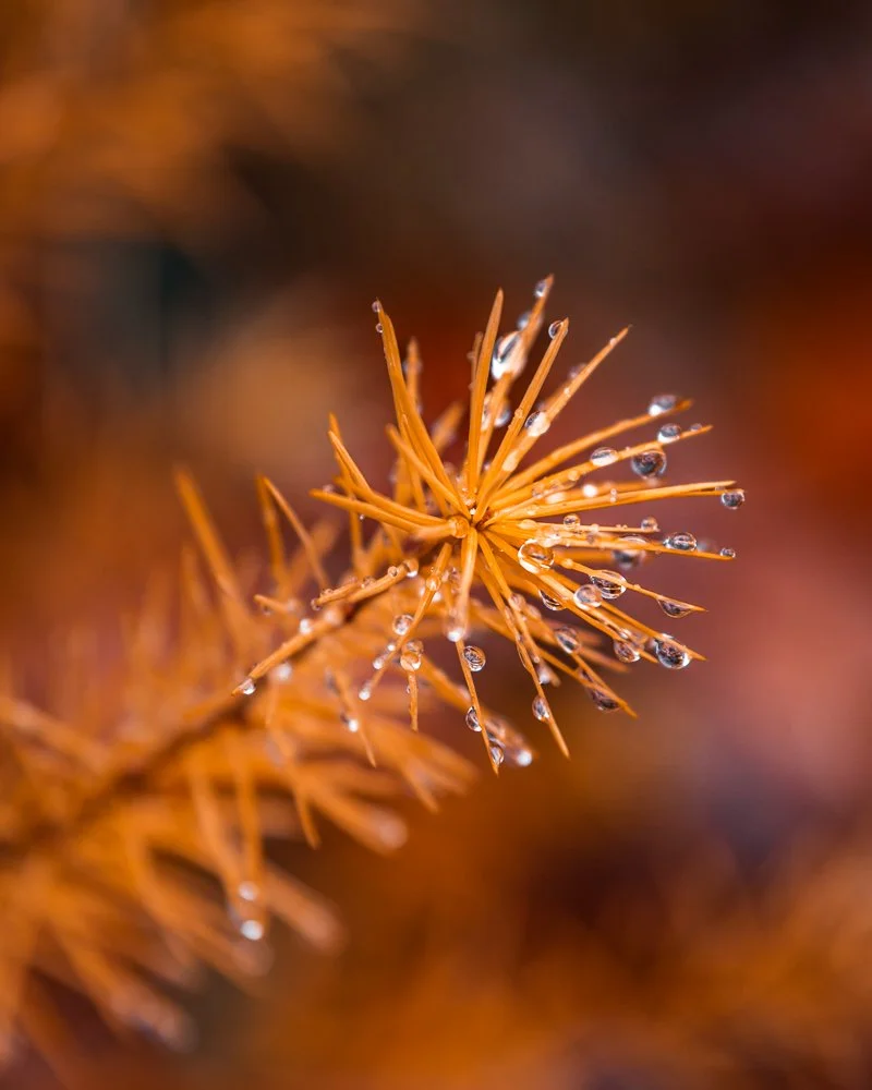 Nahaufnahme eines braunen, spitzen Pflanzenteils mit Wassertröpfchen
