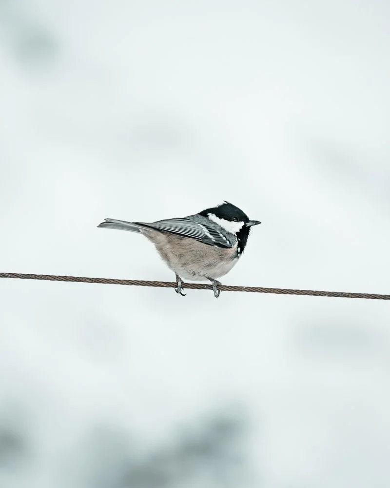 Kleiner Vogel sitzt auf einer Drahtleine vor hellem Hintergrund. Kohlmeise
