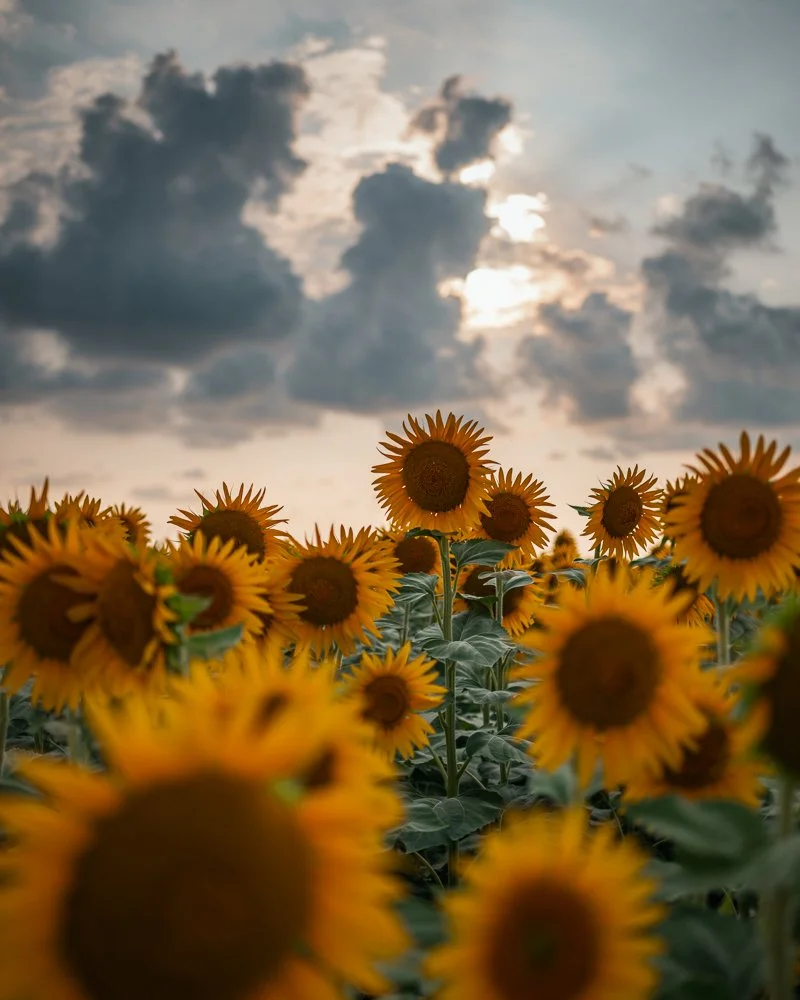Sonnenblumen im Feld bei bedecktem Himmel mit Wolken und Sonnenstrahlen im Hintergrund.