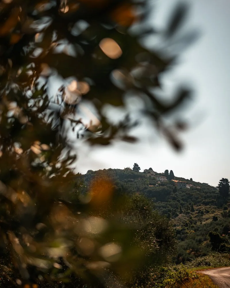 Blick auf eine grüne Hügellandschaft mit Häusern im Hintergrund, umgeben von Bäumen, durch die unscharf Äste und Blätter im Vordergrund sichtbar sind.