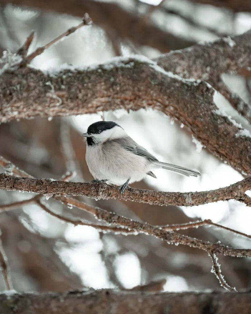 Ein kleiner Vogel sitzt auf einem Baumpfad im Winter, umgeben von verschneiten Ästen.