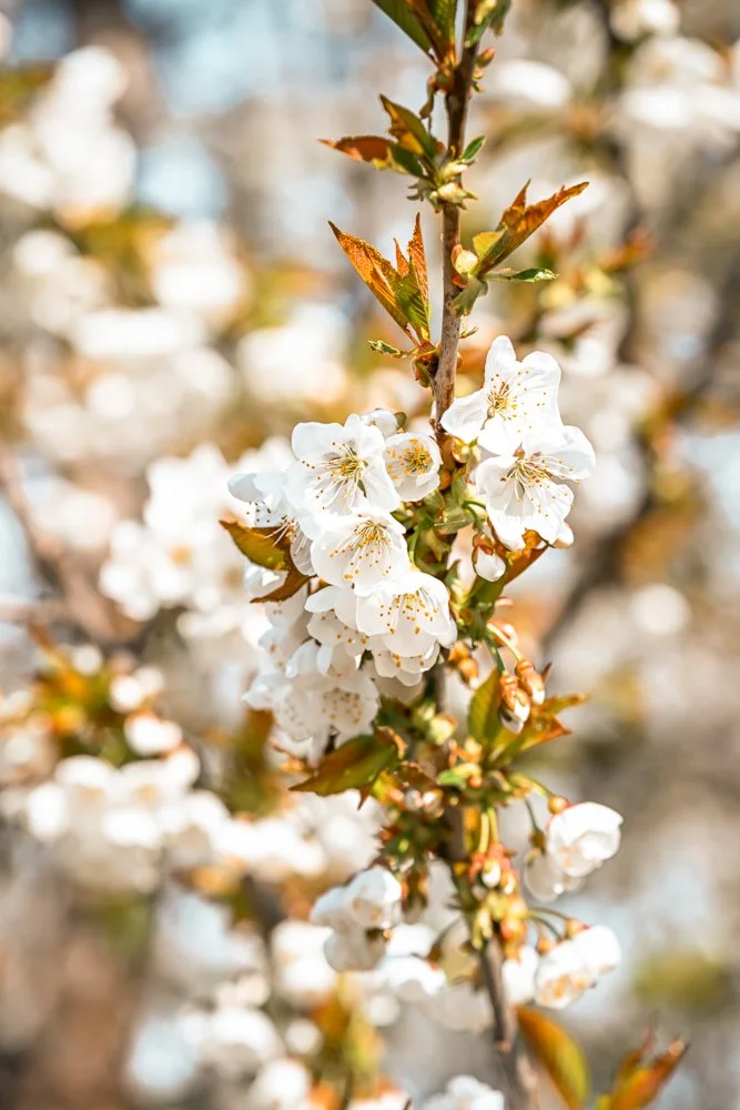 Weiße Kirschblüten an einem Ast während der Frühlingzeit.
