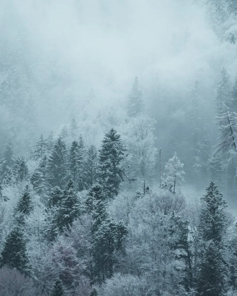Bergwald im Nebel, schneebedeuchte Bäume