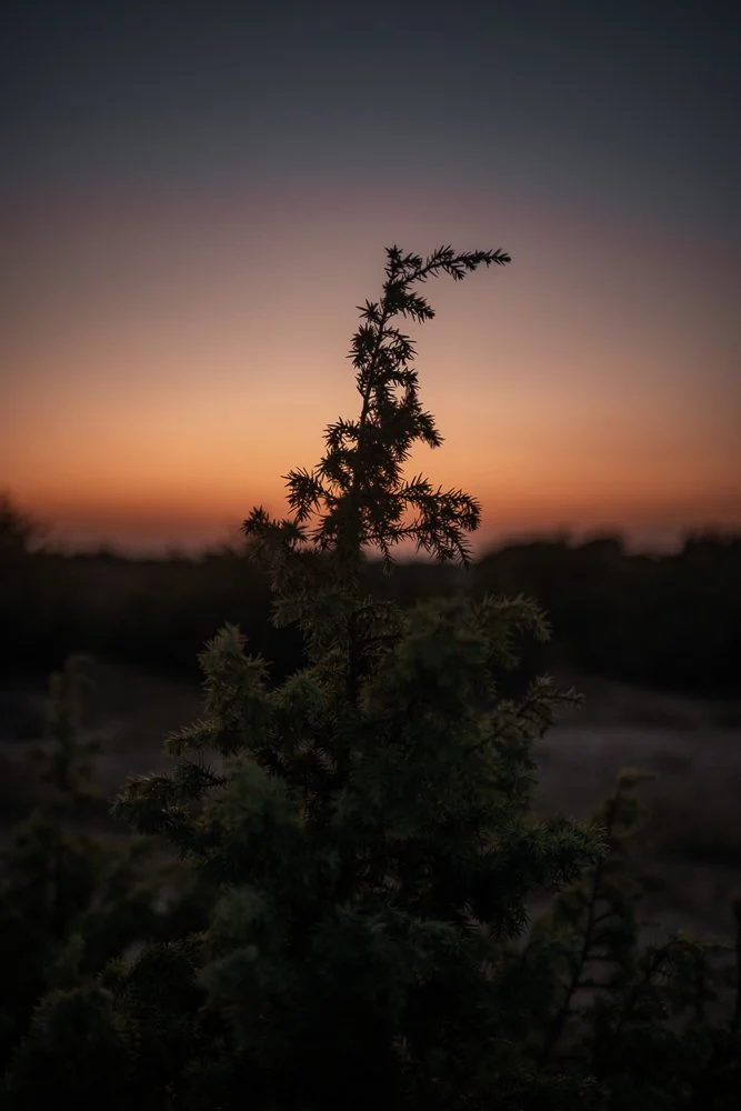 Ein kleiner Baum vor einem Sonnenuntergang mit buntem Himmel im Hintergrund.