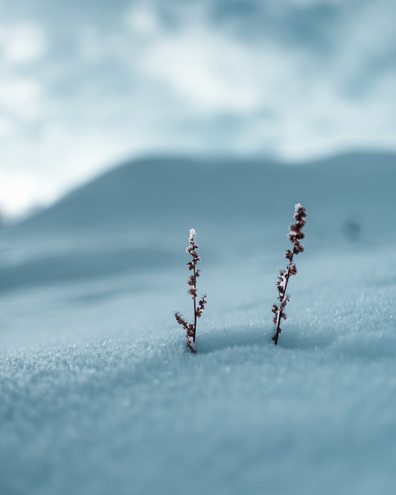 Zwei winterliche Pflanzen ragen aus Schnee mit Berg im Hintergrund und bewölktem Himmel.