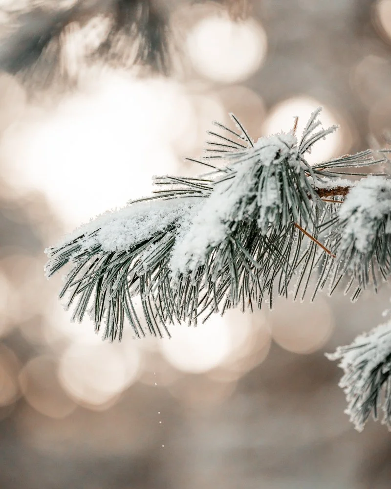 Nadelbaumzweig mit Schnee bedeckt, verschwommene Lichter im Hintergrund