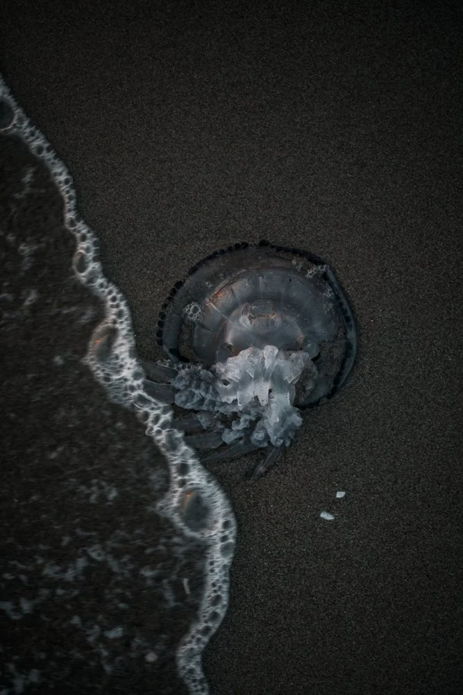 Ein toter Feuerquallen auf dunklem Sand am Strand, von einer Welle umspült.