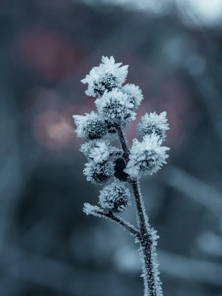 Gefrosteter Pflanzenstängel mit gefrorenen Blütenknospen im Frost.