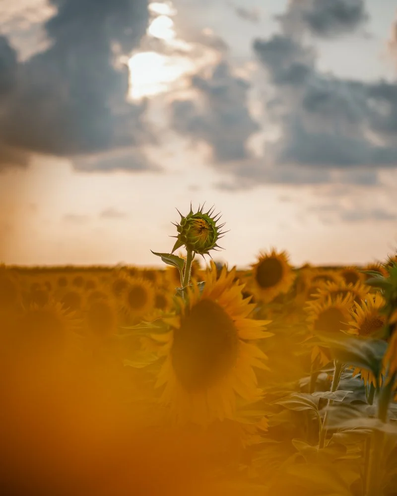 Sonnenblumenfeld bei Sonnenuntergang mit dunklen Wolken am Himmel.