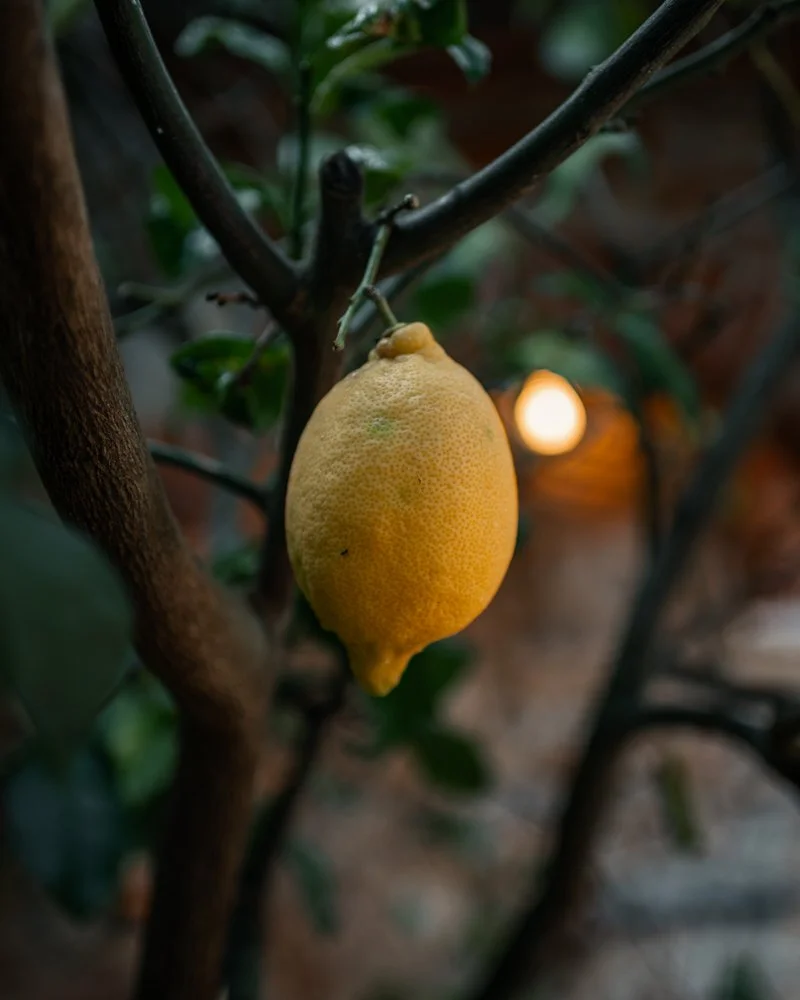 Gelbe Zitrone hängt an einem Baum in einem Garten, im Hintergrund unscharfe Lichter.