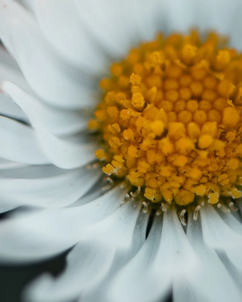 Nahaufnahme einer weißen Blume mit gelber Mitte. Gänseblümchen