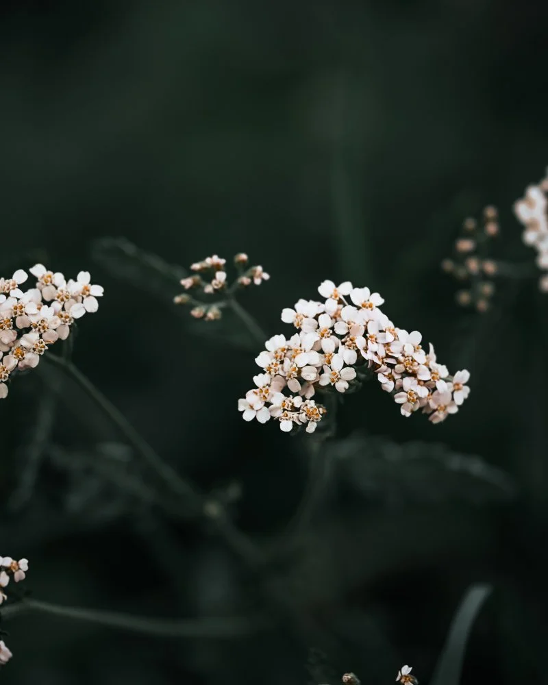 Weiße Blüten an einer dunklen, unscharfen Hintergrund