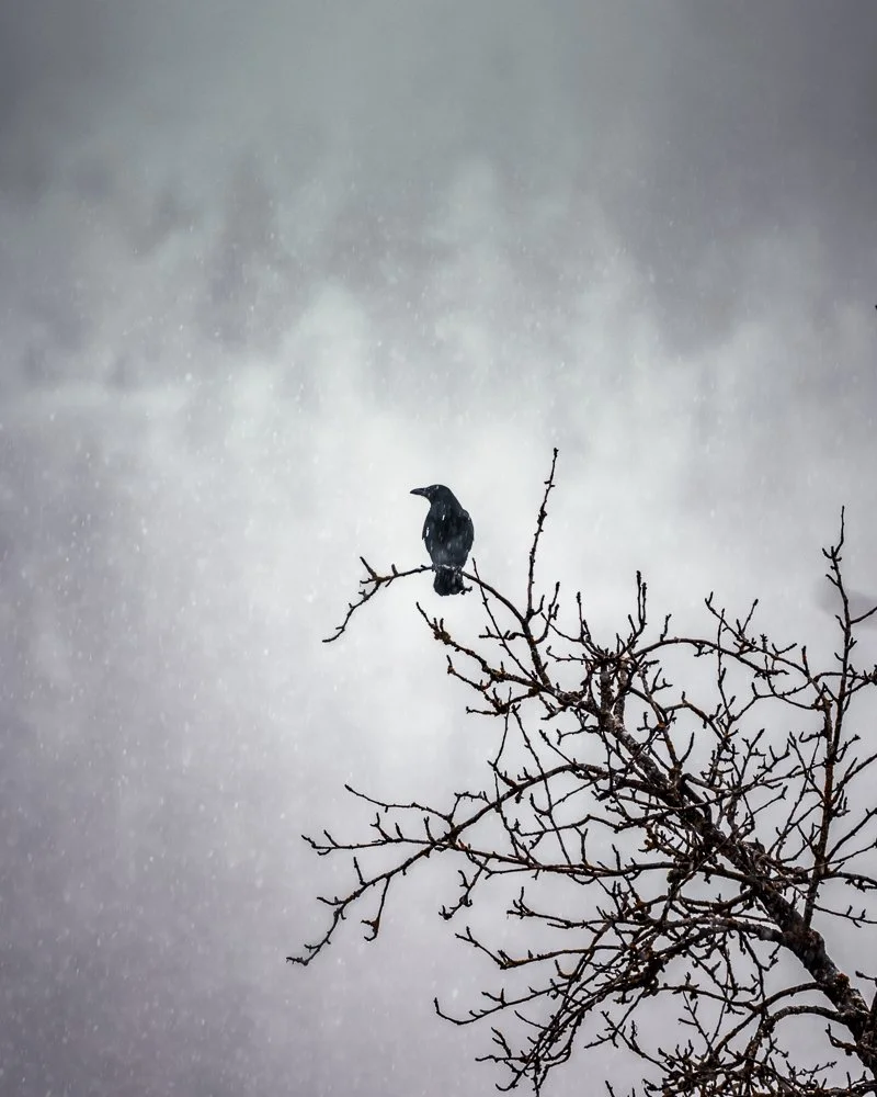 Ein einzelner Raben sitzt auf einem schneebedeckten Baumzweig bei Schneefall, dunkler Himmel im Hintergrund.